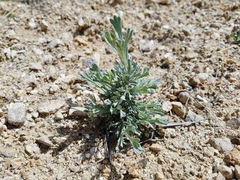 High angle view of plant growing on field