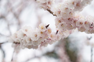 Close-up of cherry blossoms