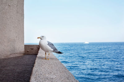 Seagull perching on a sea