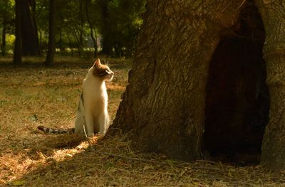 Cat sitting on tree trunk in forest