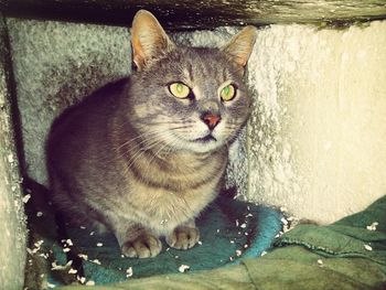 Close-up portrait of cat