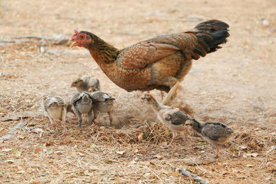 Close-up of rooster on field