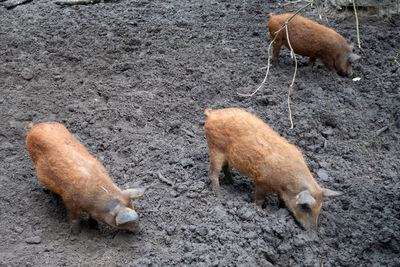 High angle view of sheep on land