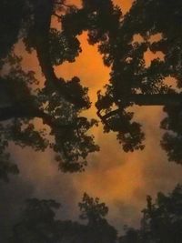 Low angle view of silhouette trees against sky