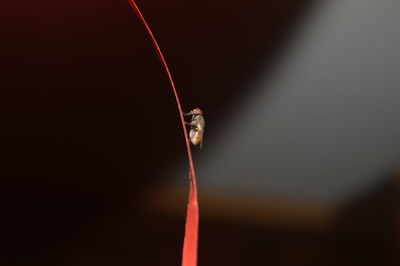 Close-up of insect on red leaf