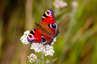 Close-up of butterfly perching on flower