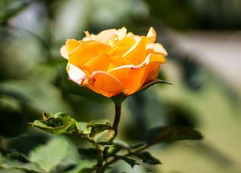 Close-up of flower blooming outdoors