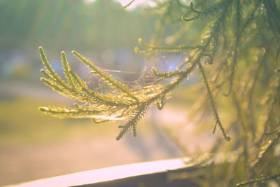 Close-up of plant