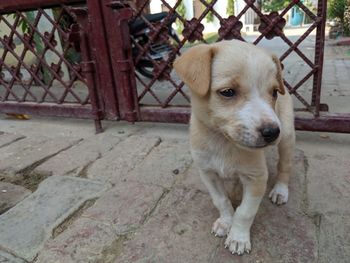 Portrait of puppy sitting outdoors