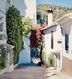 Footpath amidst trees and buildings in city