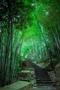Footpath amidst trees in forest