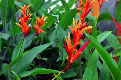 Close-up of orange red flowering plant