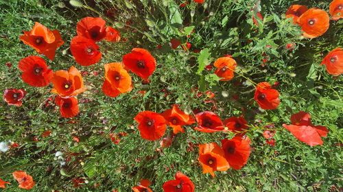 High angle view of orange poppy flowers on field