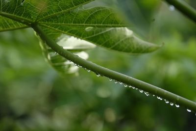 Close-up of wet plant leaves during rainy season