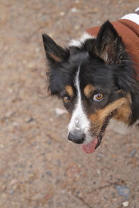 Close-up portrait of a border collie