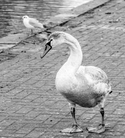 Close-up of swan on water