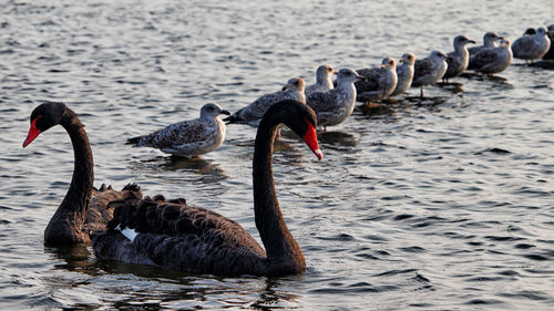 Swans swimming in lake