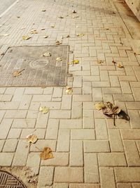 High angle view of autumn leaf