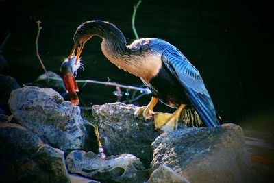 Close-up of bird perching on rock eating fish. 