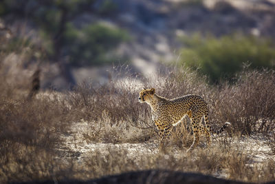 Close-up of cheetah