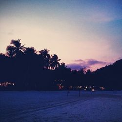 Palm trees at dusk