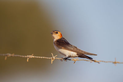 Close-up of bird perching on a fence
