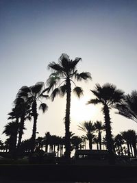 Low angle view of palm trees