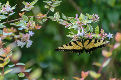 Close-up of butterfly pollinating on flower