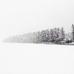 Bare trees on snow covered field