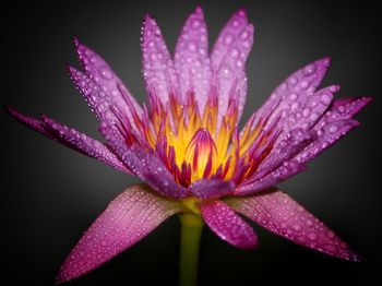 Close-up of wet purple flower against black background