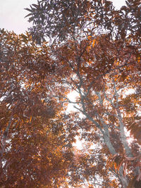 Low angle view of trees against sky during autumn