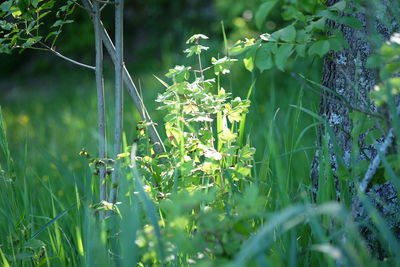 Close-up of plant growing on field