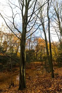 Bare trees in forest during autumn