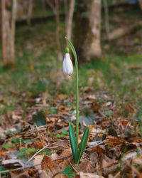 Close-up of white crocus blooming outdoors