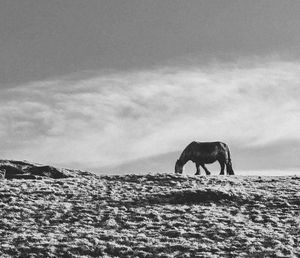 Silhouette horse on landscape against sky