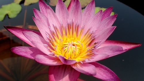 Close-up of pink flower