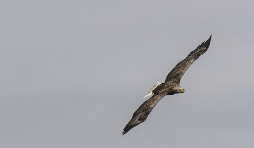 Low angle view of birds flying over white background