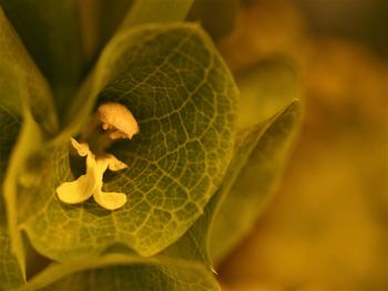 Close-up of yellow leaves