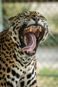 Close-up of cat yawning