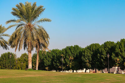 Palm trees on field against clear sky