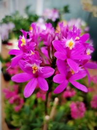 Close-up of pink flowering plant