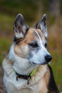 Close-up of dog looking away