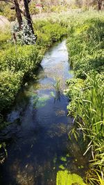 Reflection of trees in pond