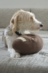 High angle view of dog on floor