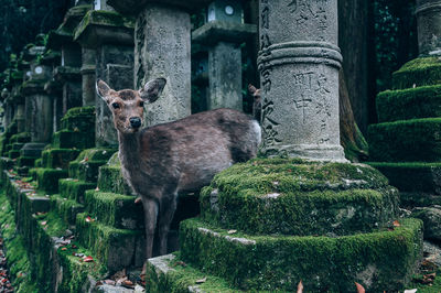 Deer standing by columns