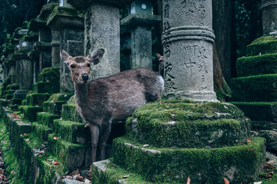 Portrait of deer