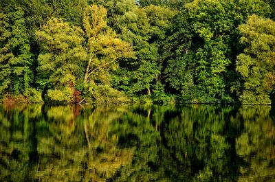 Scenic view of lake by trees in forest