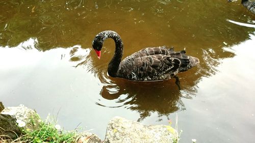 High angle view of swan swimming in lake