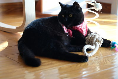 Portrait of black cat relaxing on hardwood floor