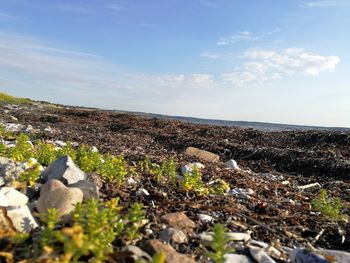 Close-up of landscape against sky